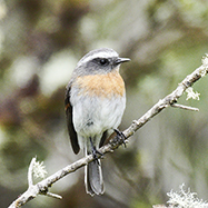 Rufous-breasted Chat-Tyrant 
